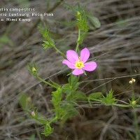 Sabatia Campestris