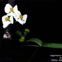 Sagittaria Latifolia