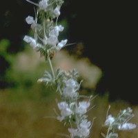 Salvia Apiana-1