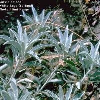 Salvia Apiana-2