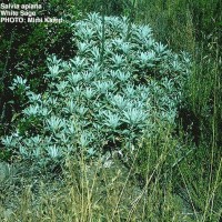 Salvia Apiana-4