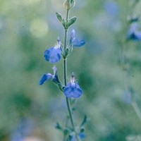 Salvia Azurea