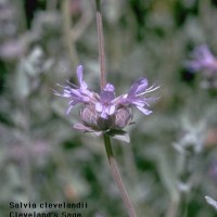 Salvia Clevelandii