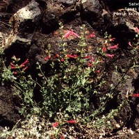 Salvia Henryi