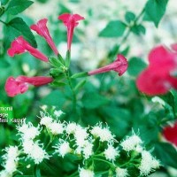 Salvia Lemmonii-2