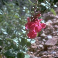 Salvia Lemmonii