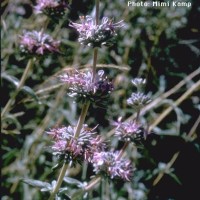 Salvia Leucophylla