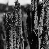 BWVerbena Macdouglii
