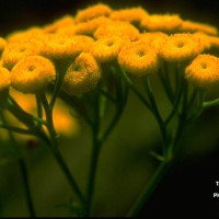 Tanacetum