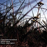 Tanacetum Huronense