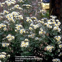 Tanacetum Parthenium