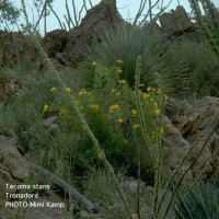 Tecoma Stans-1