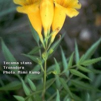 Tecoma Stans-2