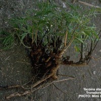 Tecoma Stans-3