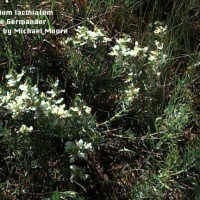 Teucrium Laciniatum