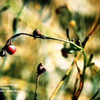 Thamnosa Texana-1