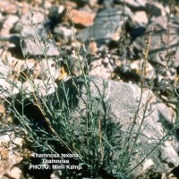 Thamnosa Texana-2
