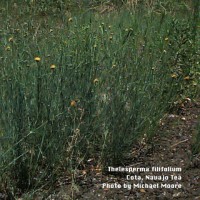Thelesperma Filifolium-1