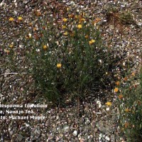 Thelesperma Filifolium-2