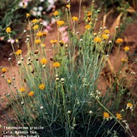 Thelesperma Gracile