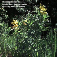 Thermopsis Montana