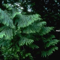 Thuja Plicata-2