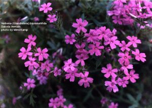 Verbena bipinnatifida