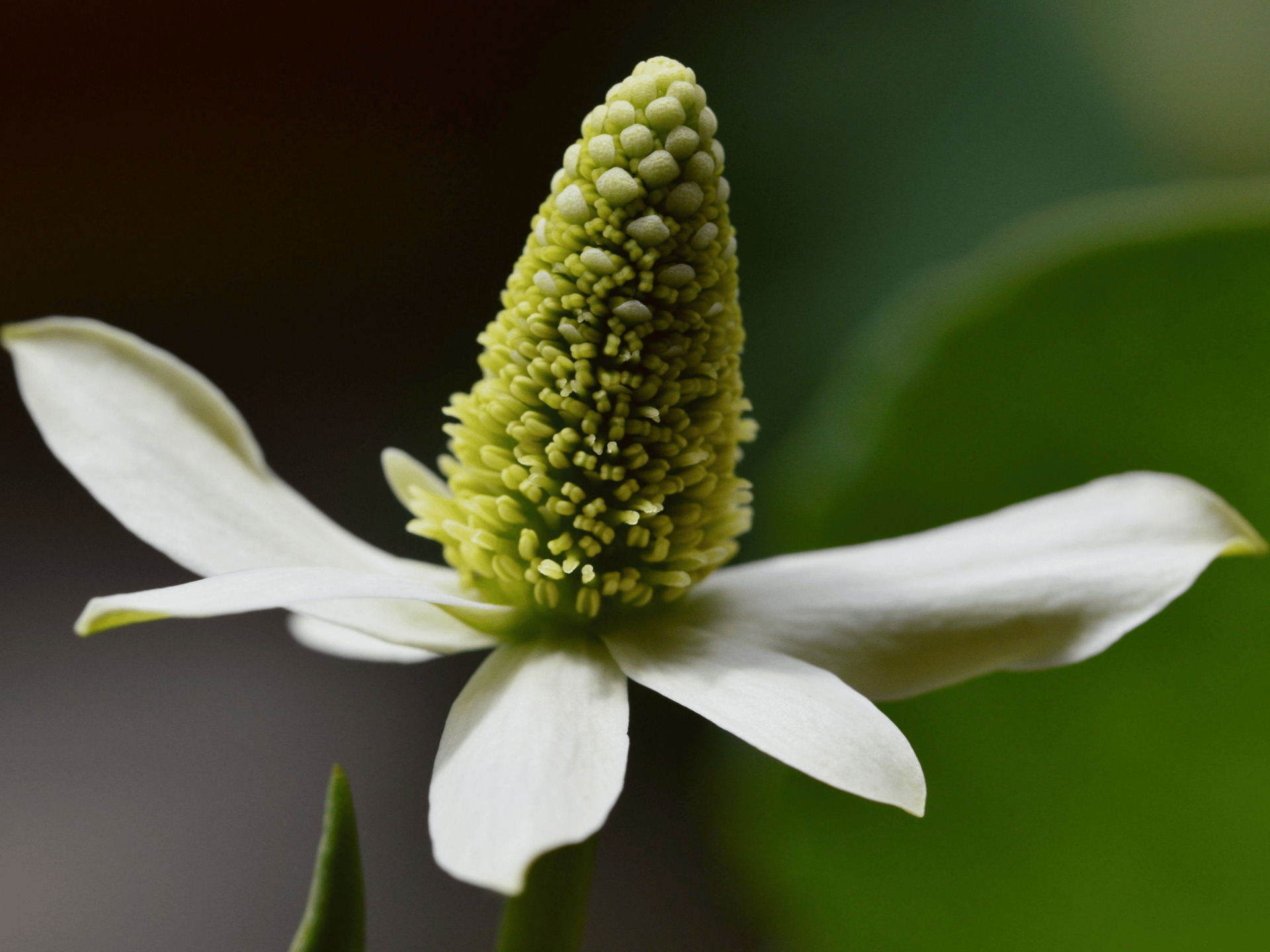 About SWSBM Southwestern School of Botanical Medicine