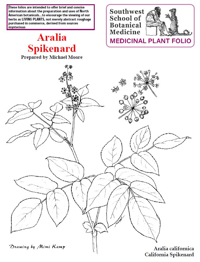 Aralia Spikenard folio