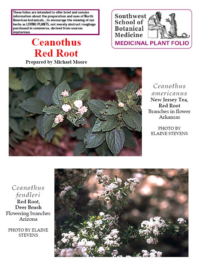 Ceanothus Red Root folio