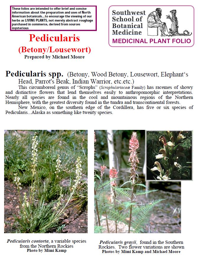 Pedicularis Betony Lousewort folio