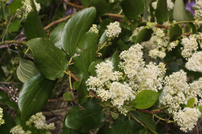 Ceanothus velutinus 4687