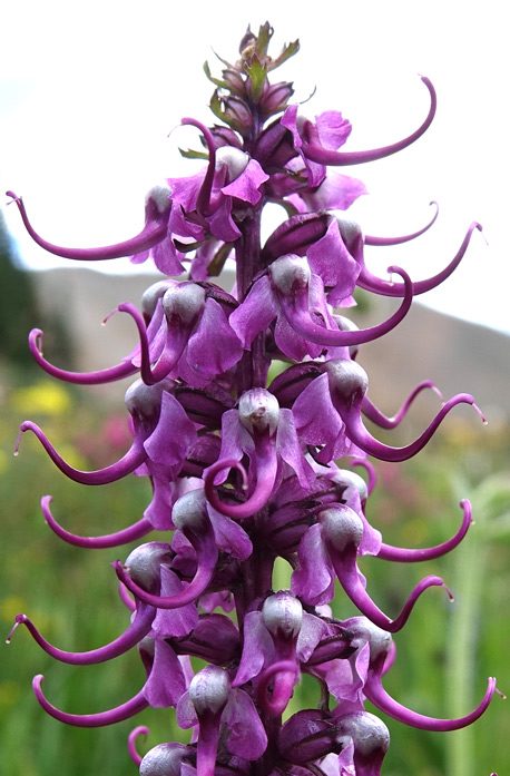 Pedicularis