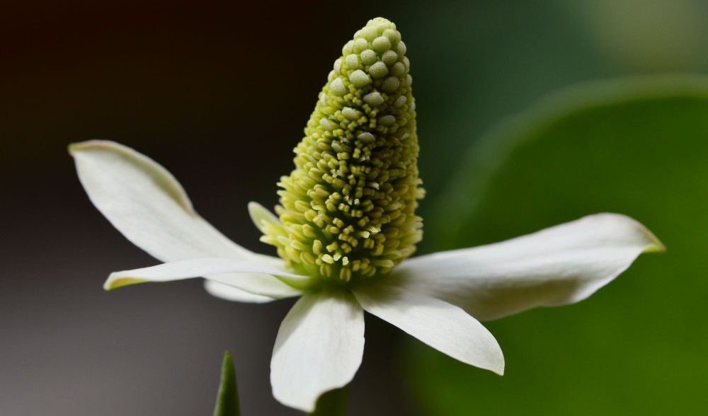 Yerba mansa Feb newsletter