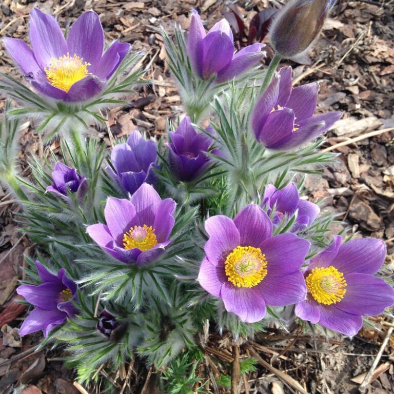 pulsatilla pasque flower donna duffy
