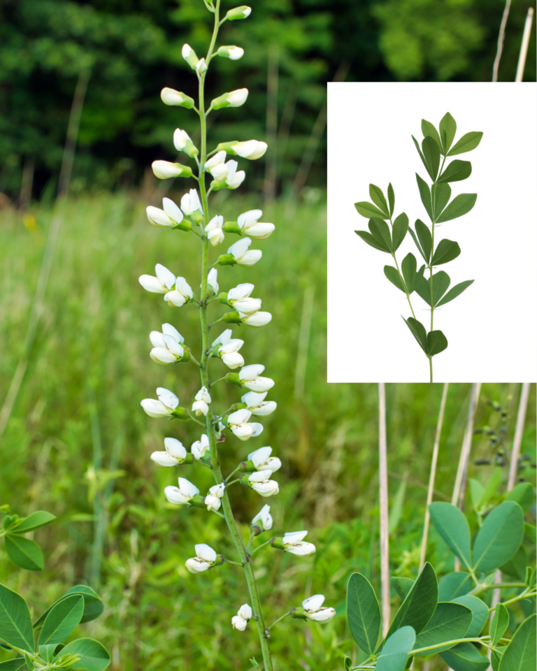 Baptisia from Newsletter