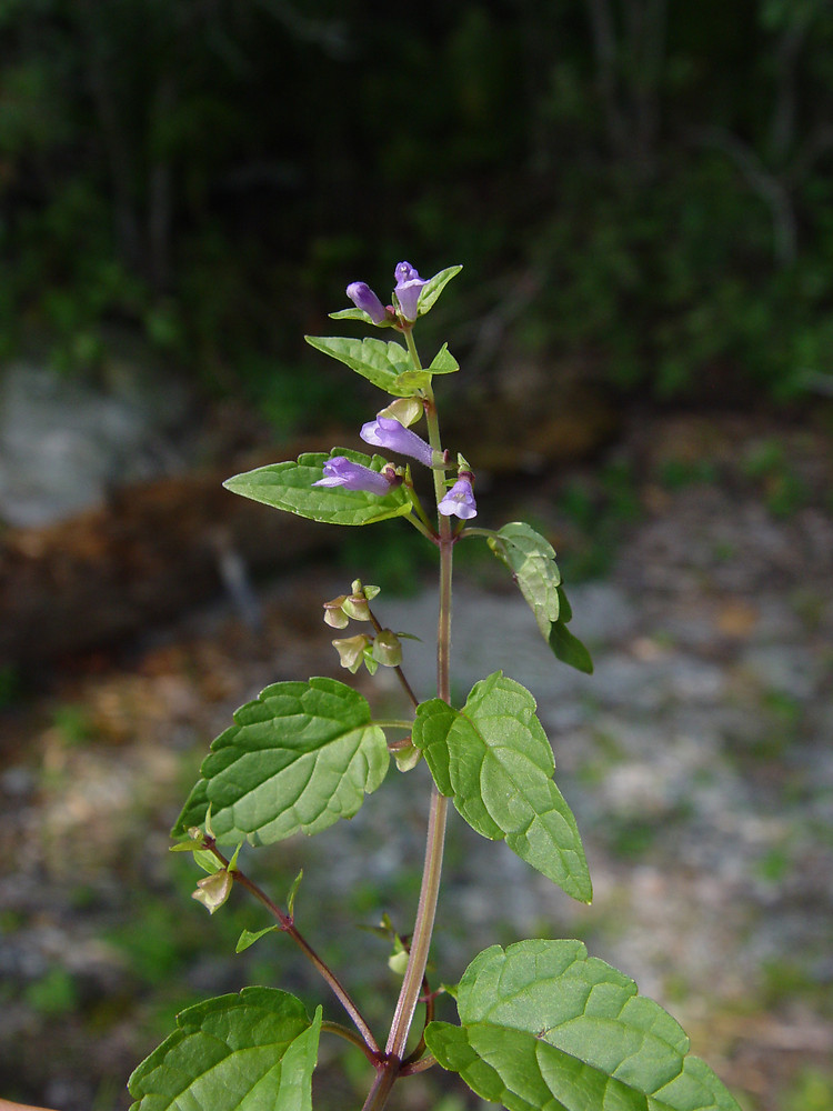 scutellaria lateriflora le dcameron
