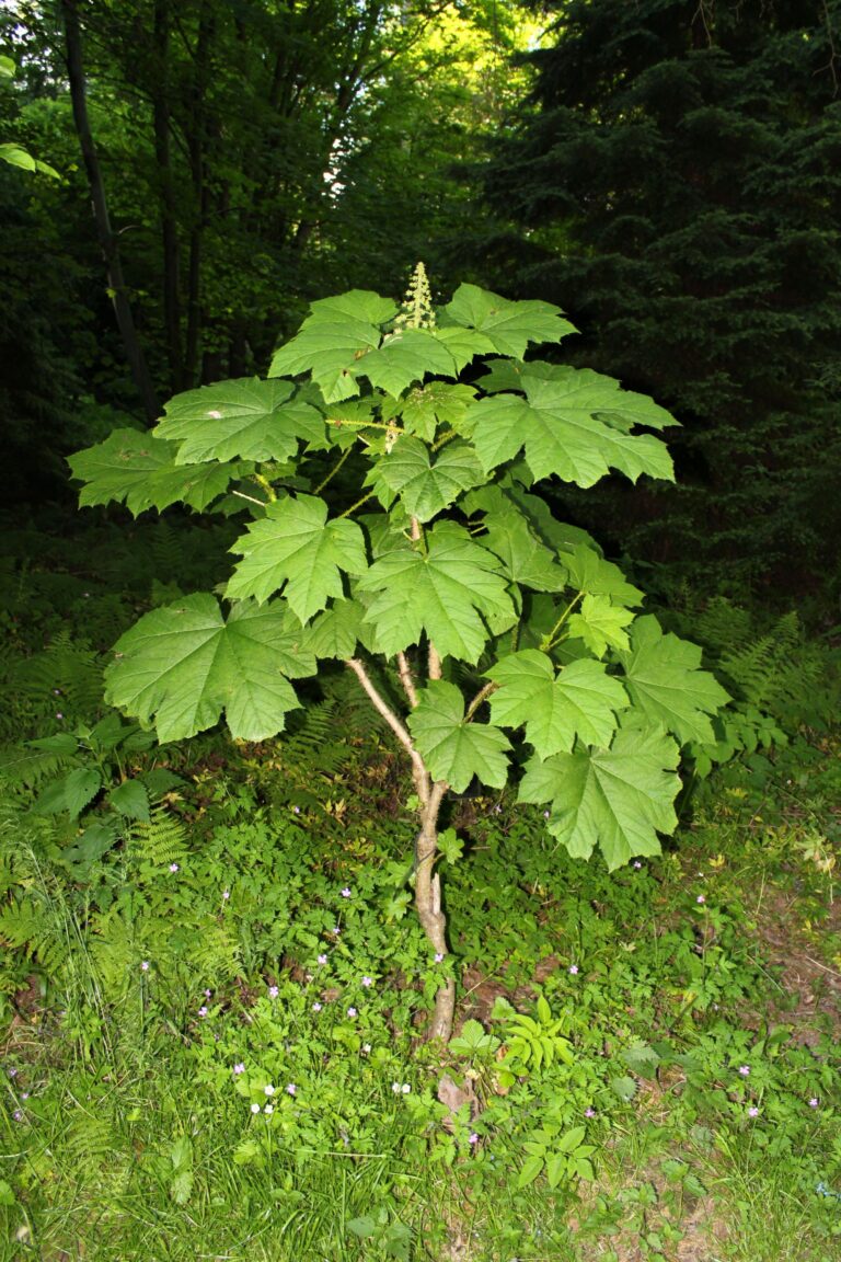 Oplopanax horridus Rogow sm